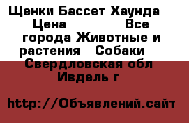 Щенки Бассет Хаунда  › Цена ­ 25 000 - Все города Животные и растения » Собаки   . Свердловская обл.,Ивдель г.